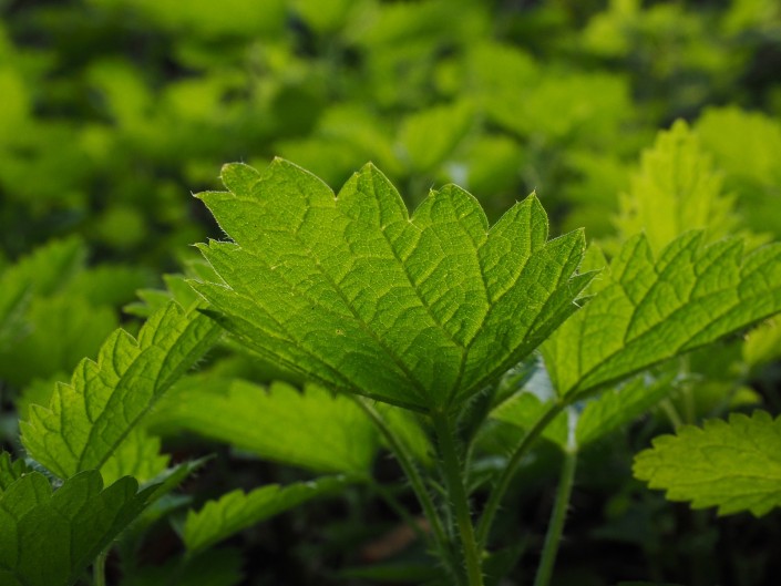 nettle-plant